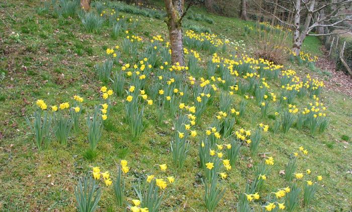 Tenby Daffodils